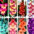 Rare 120 PCS Multicolored Gladiolus Flower Seeds