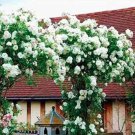 Rare 100 PCS White Climbing Rose Seeds