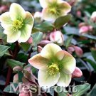Rare 50 PCS Helleborus thibetanus Flower Seeds