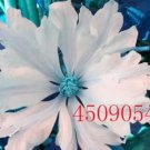 Rare 100 PCS Clematis Seeds White Climbing Flowers