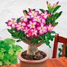 Rare 1 Adenium Seed White Rose Red Colorful Single Flowers Desert Rose