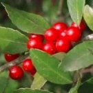 Rare 120 pcs Ilex vomitoria Yaupon Holly Tree Seeds