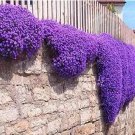 Rare 100 Creeping Thyme Bonsai Seeds Purple Flowers