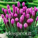 Rare 100 Snake Root Bonsai (Liatris Spicata) Flower Bonsai Seeds
