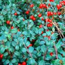 Rare Wintergreen Creeping Gaultheria Procumbens 100 Bulk Seeds