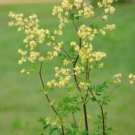 Rare 50 Seeds Purple Meadow Rue Seeds Non-Hybrid, Open-Pollinated