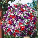 Rare 200 PCS Hanging Petunia Seeds Mixed