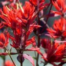 Rare Castilleja linariifolia | Narrow-Leaved Desert Paintbrush | 50 Seeds