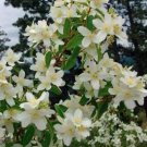 Rare 20 Philadelphus coronarius Mock Orange Flower Seeds