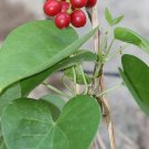 Rare Tinospora Cordifolia Giloy Guduchi 10 Seeds