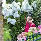 Rare 20 PCS Champagne Hydrangea Flower Seeds