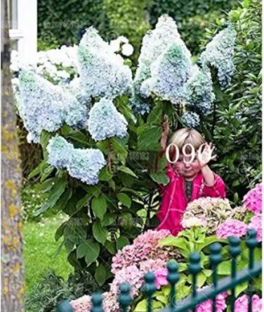 Rare 20 PCS Champagne Hydrangea Flower Seeds