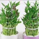 Rare 50 PCS Lucky Bamboo Seeds