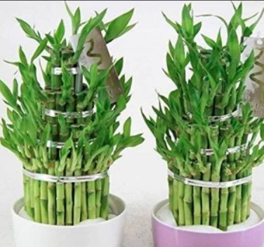 Rare 50 PCS Lucky Bamboo Seeds