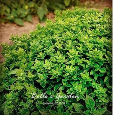 Rare 100 pcs Dark Green Dwarf Basil 'Pluto' Seeds Annual Herb Seeds