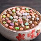 Rare 1000 PCS Lithops Seeds Mixed