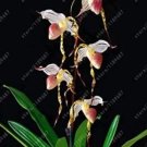 Rare 100 PCS Paphiopedilum Orchid Flower Seeds White Pink 'Tiger' Flowers