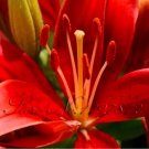 Rare 100 PCS Lily Plants Seeds Red Big Flowers