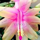 Rare 100 PCS Schlumbergera Flores Christmas Cactus Plant Seeds Water Pink Flowers
