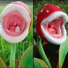 Rare 200 PCS Eat Cordyceps Dionaea Muscipula Clip Venus Flytrap Plant Seeds