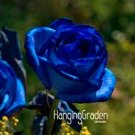 Rare 100PCS Blue Rose Seeds Double Big Flowers