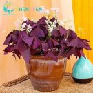 Rare 100 PCS Rare Oxalis Versicolor Candy Cane Sorrel Seeds Red Leaves Pink Flowers