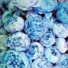 Rare 20 PCS Peony Seeds Double Flowers
