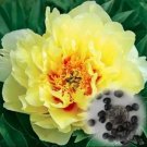 Rare 20 PCS Peony Seeds Double Flowers