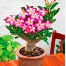 Rare 2 PCS Adenium Seeds Single Petals White Flowers with Rose Pink