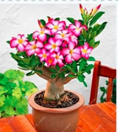 Rare 2 PCS Adenium Seeds Single Petals White Flowers with Rose Pink