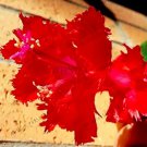 Rare 100 PCS Schlumbergera Flores Christmas Cactus Plant Seeds