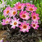 Rare 50PCS Dahlia Flower Seeds Pink Flowers with Whitish Centre Sing Petals