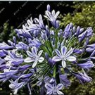 Rare 100 PCS Agapanthus Africanus Flower Seeds Easy Care and Drought Tolerant