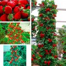Rare 400 PCS Climbing Strawberry Plant Seeds