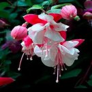 Rare 200 PCS Fuchsia Seeds Rose Red White Double Flowers