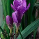 Rare 20 PCS Freesia Flower Seeds Purple Flowers
