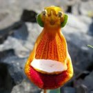Rare 100 PCS Lovely Funny Flower Calceolaria Herbeohybrida Indoor & Outdoor Seeds