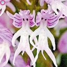 Rare 100 PCS Rare Orchid Man Flowers Monkey Orchid Seeds