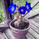 Rare 5 PCS Adenium Seeds Dark Blue Single Flowers Hybrid F1