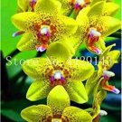 Rare 100 PCS Orchid Cymbidium Seeds Yellow Flowers