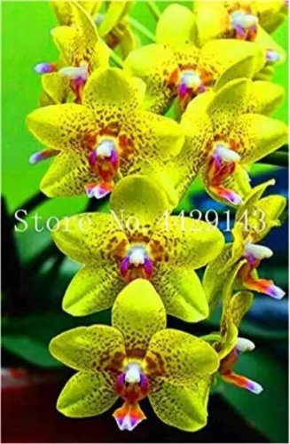 Rare 100 PCS Orchid Cymbidium Seeds Yellow Flowers