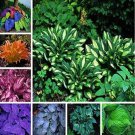 Rare 200 PCS Hosta Seeds Perennial - Mixed 8 Types