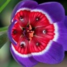 Rare 100 PCS Tricolor Sparaxis Seeds Purple White Red Big Ornamental Flowers