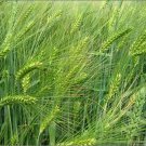 Rare 50 PCS Barley Seeds