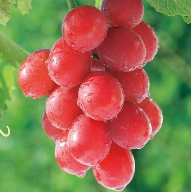 Rare 15 PCS Ruby Roman Grapes Seeds