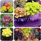 Rare 100 PCS Mixed Heuchera Bonsai Seeds Coral Flower