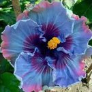 Rare 200 PCS Hibiscus Plants Seeds Sky Blue Purple Big Flowers with Light Pink Edge