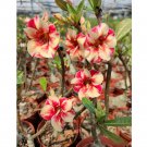 Rare 2 PCS Premium Adenium Seeds Desert Rose Orange Flowers with Rose Red Stripes