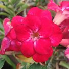 Rare 2 PCS Premium Adenium Seeds Desert Rose Rose Red Flowers