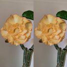 Rare 2 PCS Premium Adenium Seeds Desert Rose Light Golden Flowers